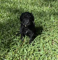Beauty, a female Poodle - Standard  for sale in Tampa, FL – 2 of 8