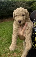 Daisy , a female Poodle - Standard  for sale in Tampa, FL – 4 of 10