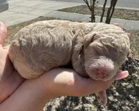Daisy , a female Poodle - Standard  for sale in Tampa, FL – 3 of 4
