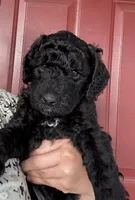 Beauty, a female Poodle - Standard  for sale in Tampa, FL – 6 of 8
