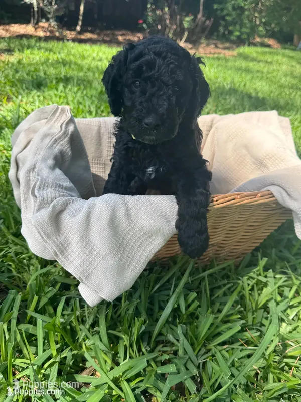 Beauty – Poodle - Standard  puppy for sale in Tampa, FL