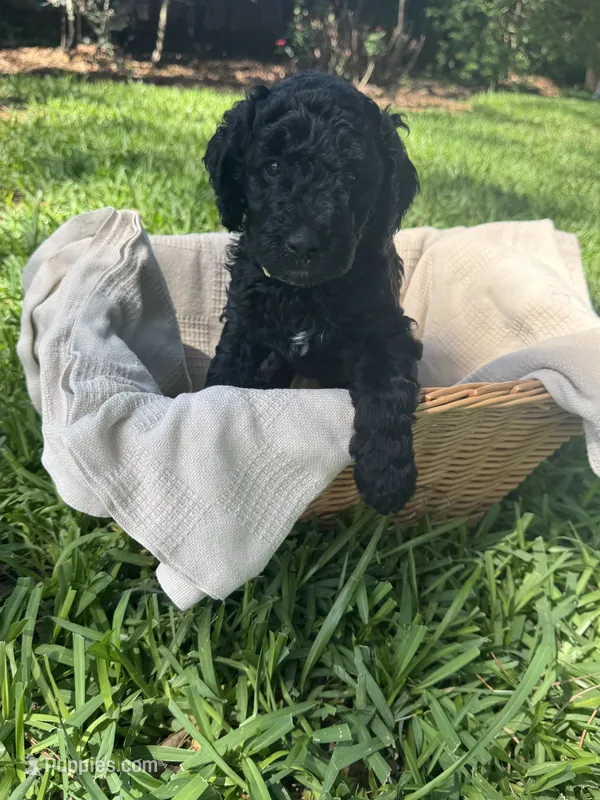 Beauty – Poodle - Standard  puppy for sale in Tampa, FL