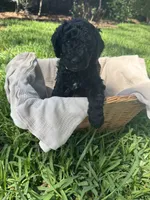 Beauty, a female Poodle - Standard  for sale in Tampa, FL – 1 of 8