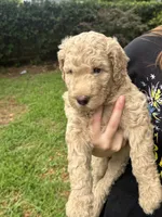 Daisy , a female Poodle - Standard  for sale in Tampa, FL – 3 of 10