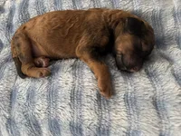 Ranger, a male Poodle - Standard  for sale in Tampa, FL – 1 of 2