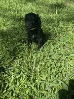 Beauty, a female Poodle - Standard  for sale in Tampa, FL – 5 of 8