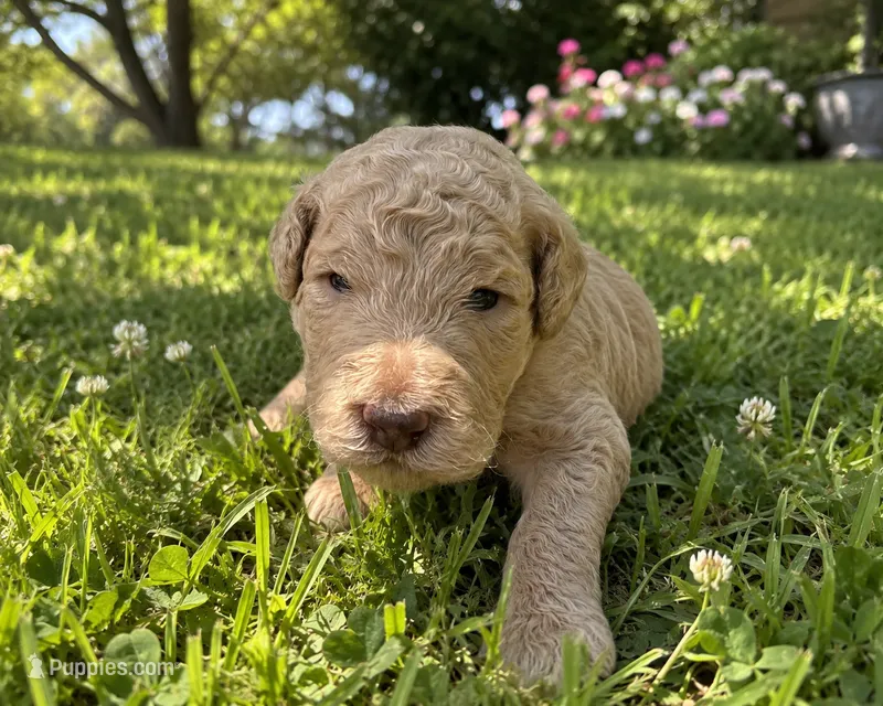 Daisy  – Poodle - Standard  puppy for sale in Tampa, FL