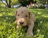 Daisy , a female Poodle - Standard  for sale in Tampa, FL – 8 of 10