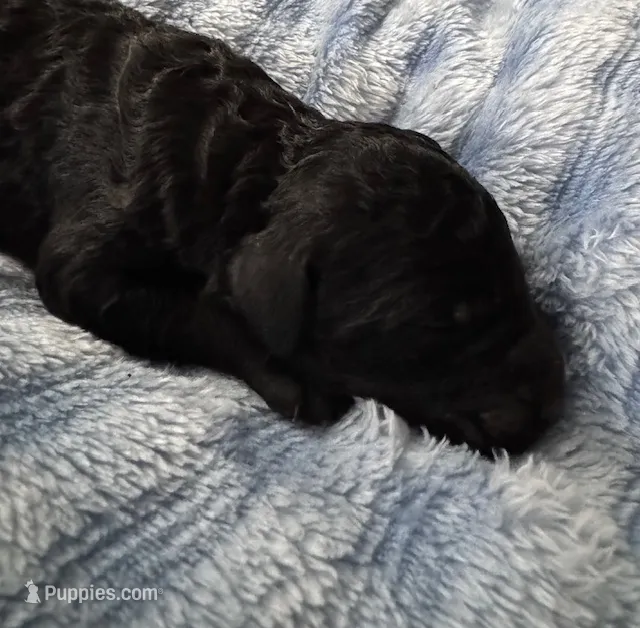 Midnight – Poodle - Standard  puppy for sale in Tampa, FL