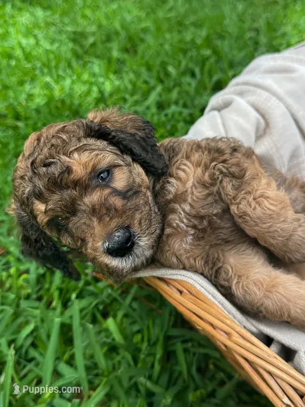 Ranger – Poodle - Standard  puppy for sale in Tampa, FL