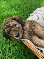Ranger, a male Poodle - Standard  for sale in Tampa, FL – 1 of 4