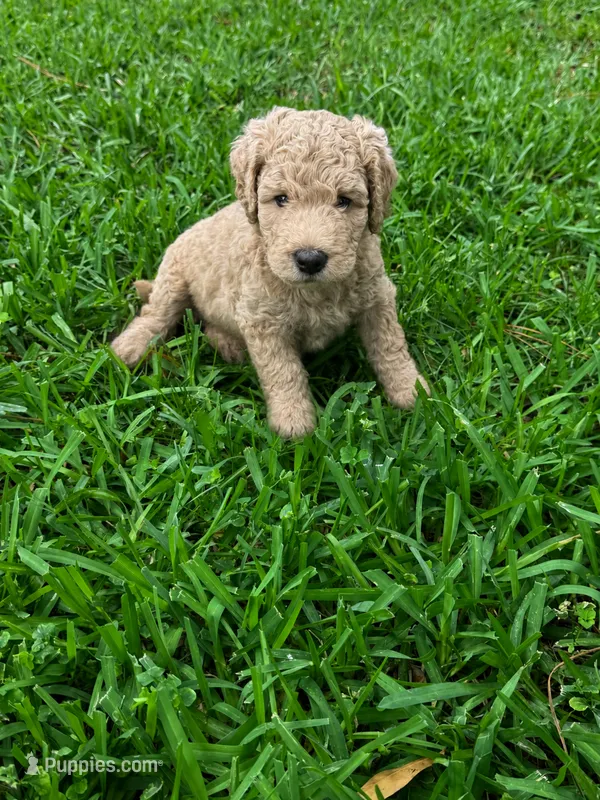 Daisy  – Poodle - Standard  puppy for sale in Tampa, FL
