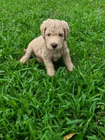 Daisy , a female Poodle - Standard  for sale in Tampa, FL – 1 of 10