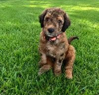 Ranger, a male Poodle - Standard  for sale in Tampa, FL – 2 of 4