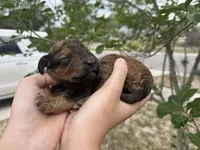 Ranger, a male Poodle - Standard  for sale in Tampa, FL – 5 of 6
