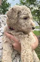 Daisy , a female Poodle - Standard  for sale in Tampa, FL – 5 of 10