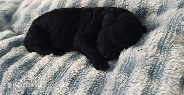 Beauty – Poodle - Standard  puppy for sale in Tampa, FL