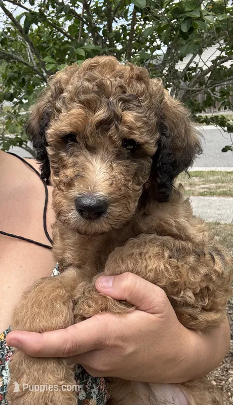 Ranger – Poodle - Standard  puppy for sale in Tampa, FL