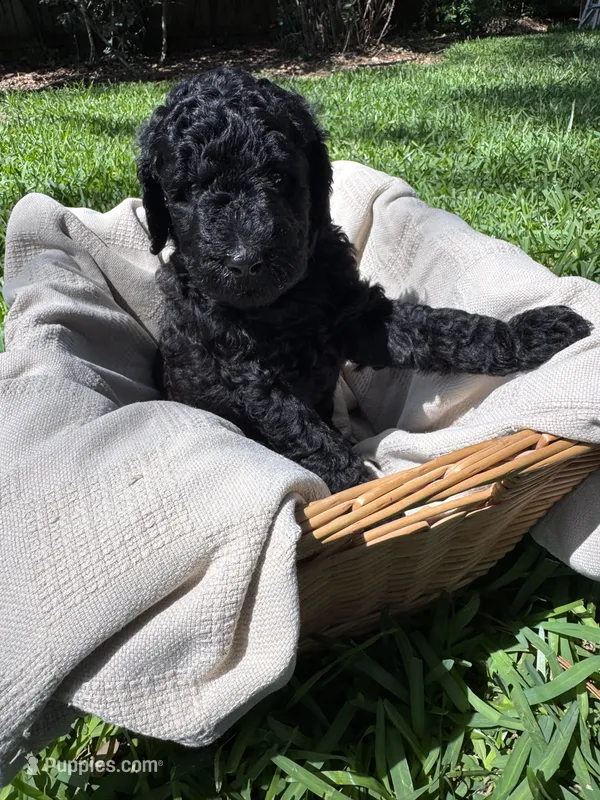 Shadow – Poodle - Standard  puppy for sale in Tampa, FL