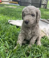 Daisy , a female Poodle - Standard  for sale in Tampa, FL – 2 of 10