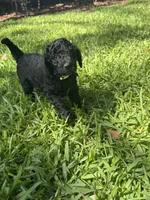 Beauty, a female Poodle - Standard  for sale in Tampa, FL – 3 of 8