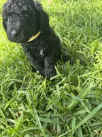 Beauty, a female Poodle - Standard  for sale in Tampa, FL – 4 of 8