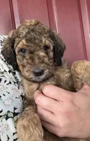 Ranger, a male Poodle - Standard  for sale in Tampa, FL – 4 of 4