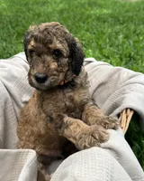 Ranger, a male Poodle - Standard  for sale in Tampa, FL – 3 of 4