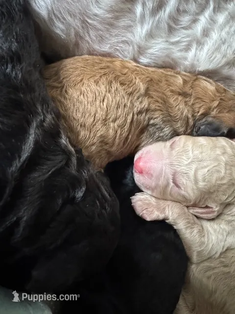 Daisy  – Poodle - Standard  puppy for sale in Tampa, FL