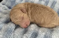 Daisy , a female Poodle - Standard  for sale in Tampa, FL – 4 of 4