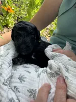 Beauty, a female Poodle - Standard  for sale in Tampa, FL – 7 of 8