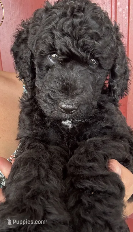 Beauty – Poodle - Standard  puppy for sale in Tampa, FL
