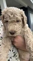 Daisy , a female Poodle - Standard  for sale in Tampa, FL – 7 of 10
