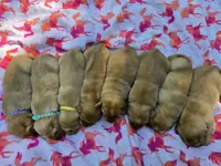 Fox Red Female 2, a female Labrador Retriever for sale in Oakville, WA – 2 of 5