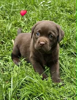 Male Chocolate Lab, a male Labrador Retriever for sale in Oakville, WA – 2 of 4