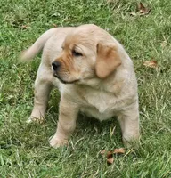 Reign Dark Yellow Female, a female Labrador Retriever for sale in Oakville, WA – Photo 2 of 6