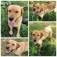 Reign Dark Yellow Female, a female Labrador Retriever for sale in Oakville, WA – Photo 5 of 6