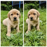 Reign Dark Yellow Female, a female Labrador Retriever for sale in Oakville, WA – Photo 4 of 6