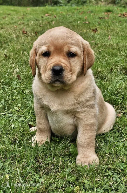 Reign Dark Yellow Female