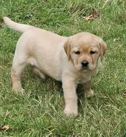Reign Dark Yellow Female, a female Labrador Retriever for sale in Oakville, WA – Photo 3 of 6