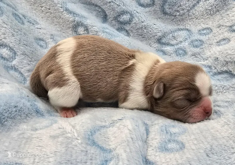 Lavender and White Male, a male Shih Tzu for sale in Oakville, WA – Photo 1 of 3