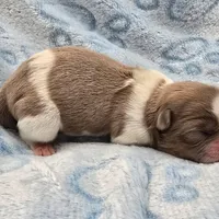 Lavender and White Male, a male Shih Tzu for sale in Oakville, WA – Photo 6 of 8