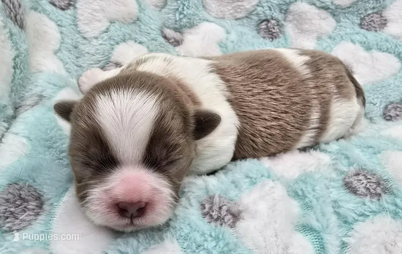 Lavender and White Male