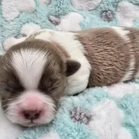 Lavender and White Male, a male Shih Tzu for sale in Oakville, WA – Photo 5 of 8