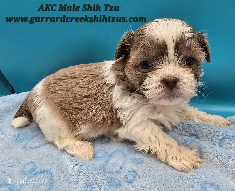 Lavender and White Male – Shih Tzu puppy for sale in Oakville, WA