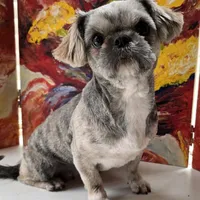 Lavender and White Male, a male Shih Tzu for sale in Oakville, WA – Photo 7 of 8