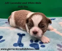 Lavender and White Male, a male Shih Tzu for sale in Oakville, WA – Photo 4 of 8