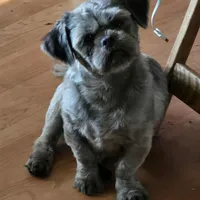 Lavender and White Male, a male Shih Tzu for sale in Oakville, WA – Photo 8 of 8