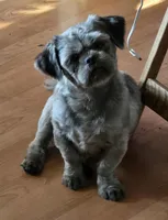 Lavender and White Male, a male Shih Tzu for sale in Oakville, WA – Photo 3 of 3