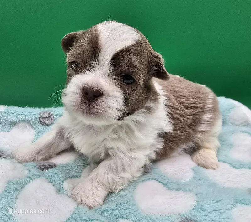 Lavender and White Male – Shih Tzu puppy for sale in Oakville, WA